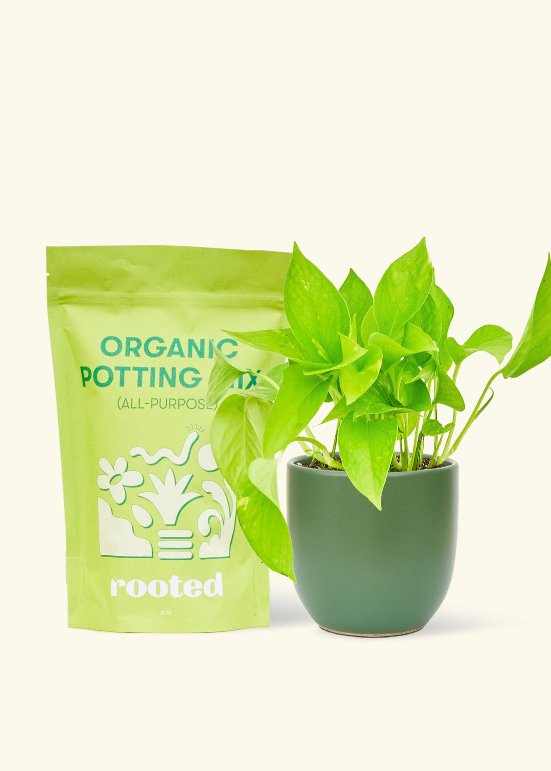 A bag of Organic Potting Mix to the left of a String of Hearts in a green rounded ceramic pot.