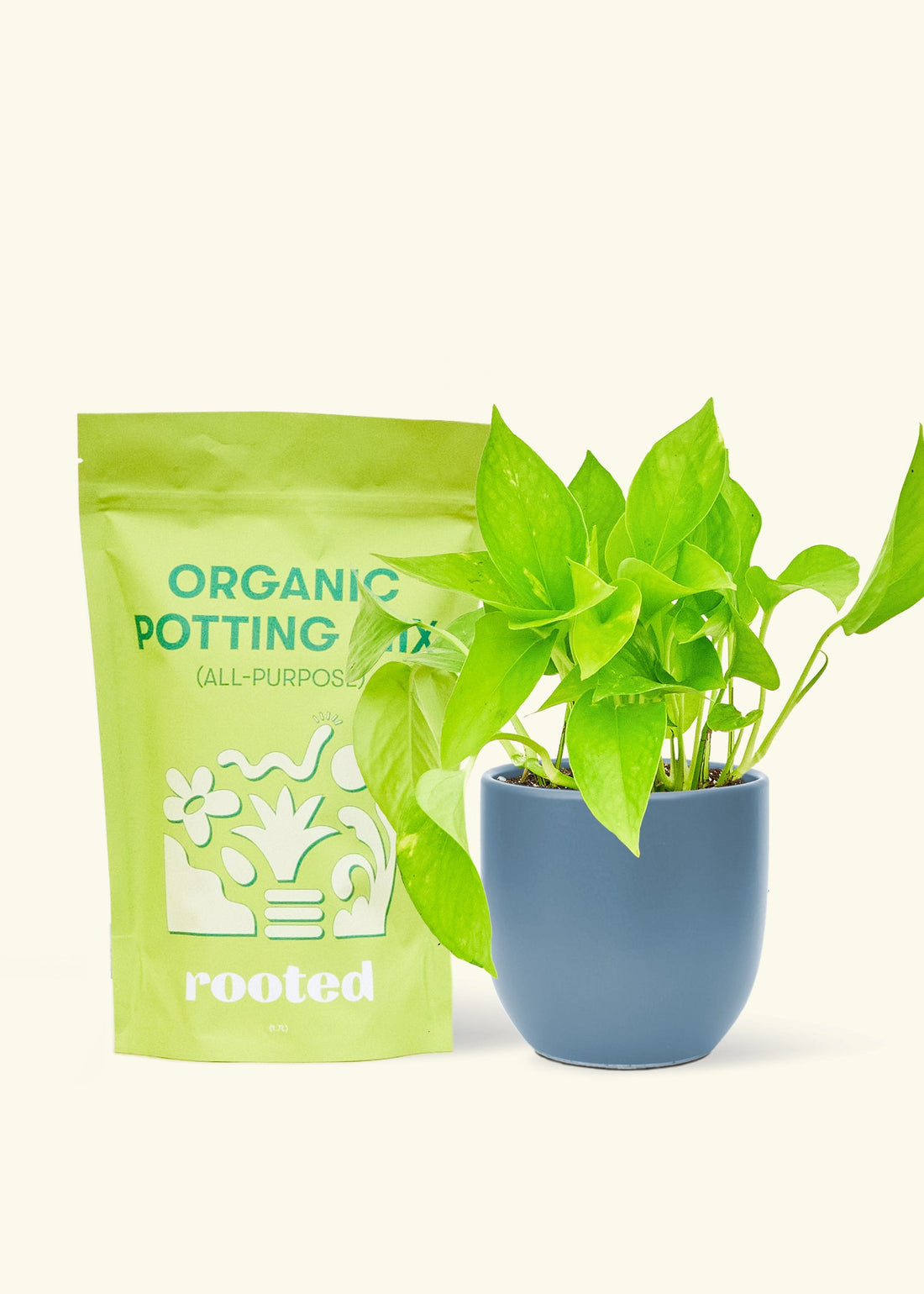 A bag of Organic Potting Mix to the left of a String of Hearts in a indigo rounded ceramic pot.