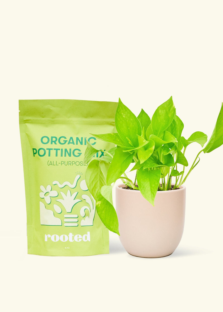 A bag of Organic Potting Mix to the left of a String of Hearts in a pink rounded ceramic pot.