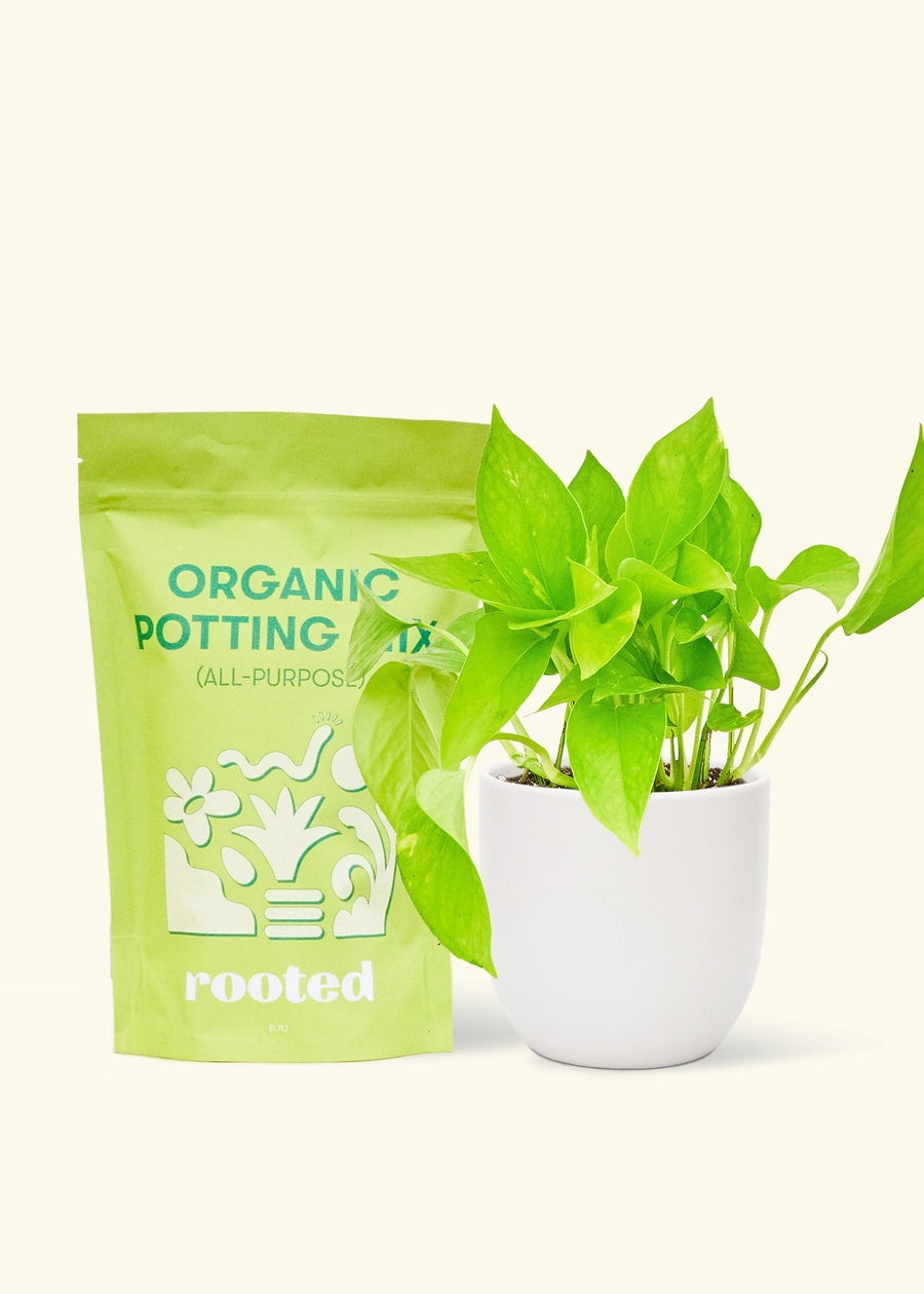 A bag of Organic Potting Mix to the left of a String of Hearts in a white rounded ceramic pot.