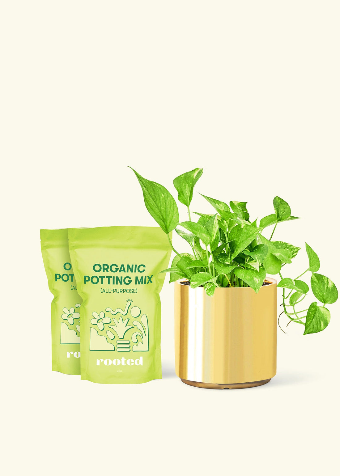 Golden Pothos, Medium