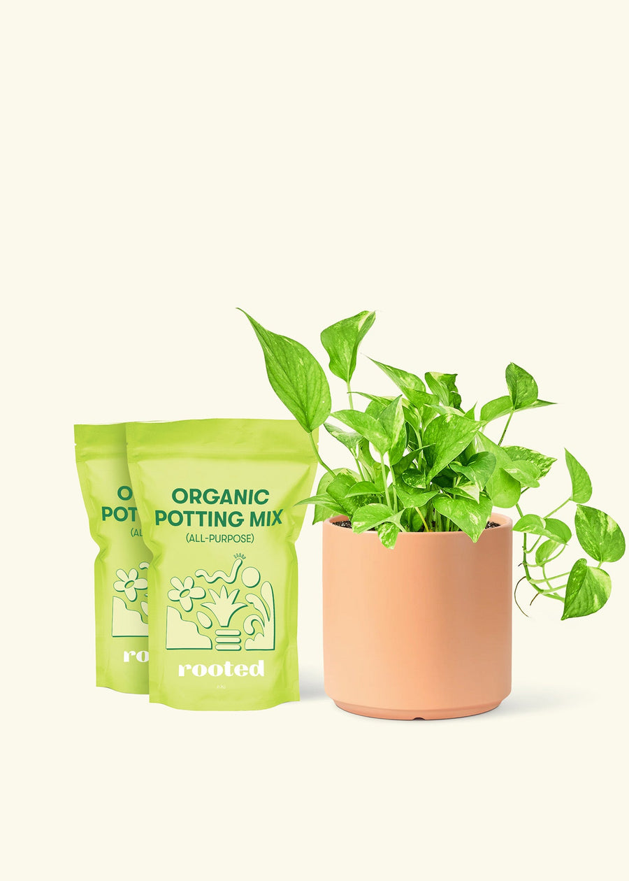 Golden Pothos, Medium