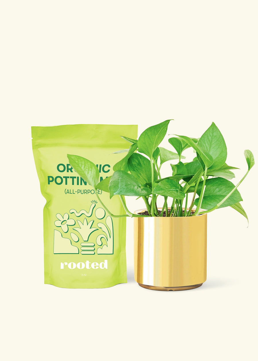 Small Jade Pothos (Epipremnum aureum) in a gold cylinder pot and a bag of soil.