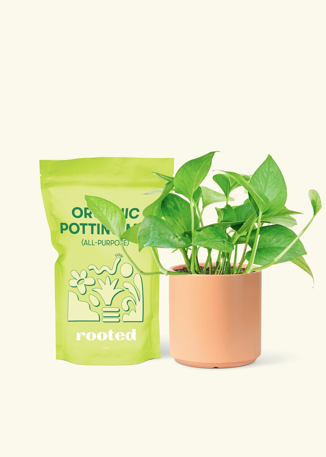 Small Jade Pothos (Epipremnum aureum) in a peach cylinder pot and a bag of soil.