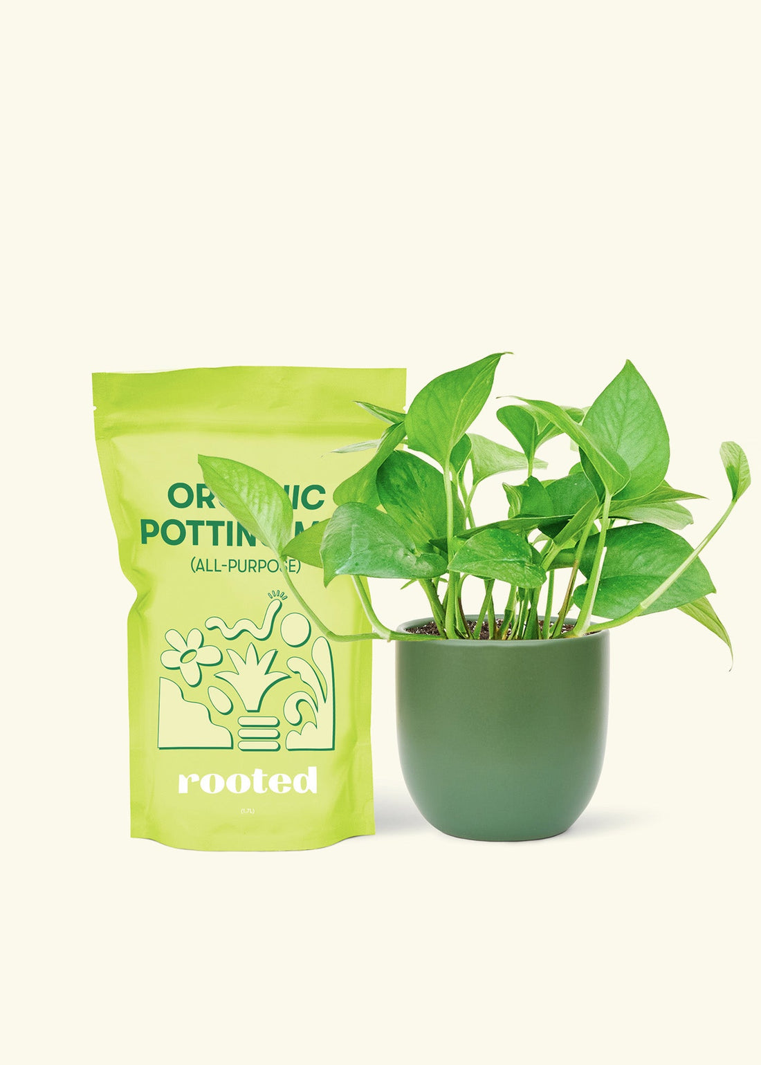 Small Jade Pothos (Epipremnum aureum) in a green rounded pot and a bag of soil.