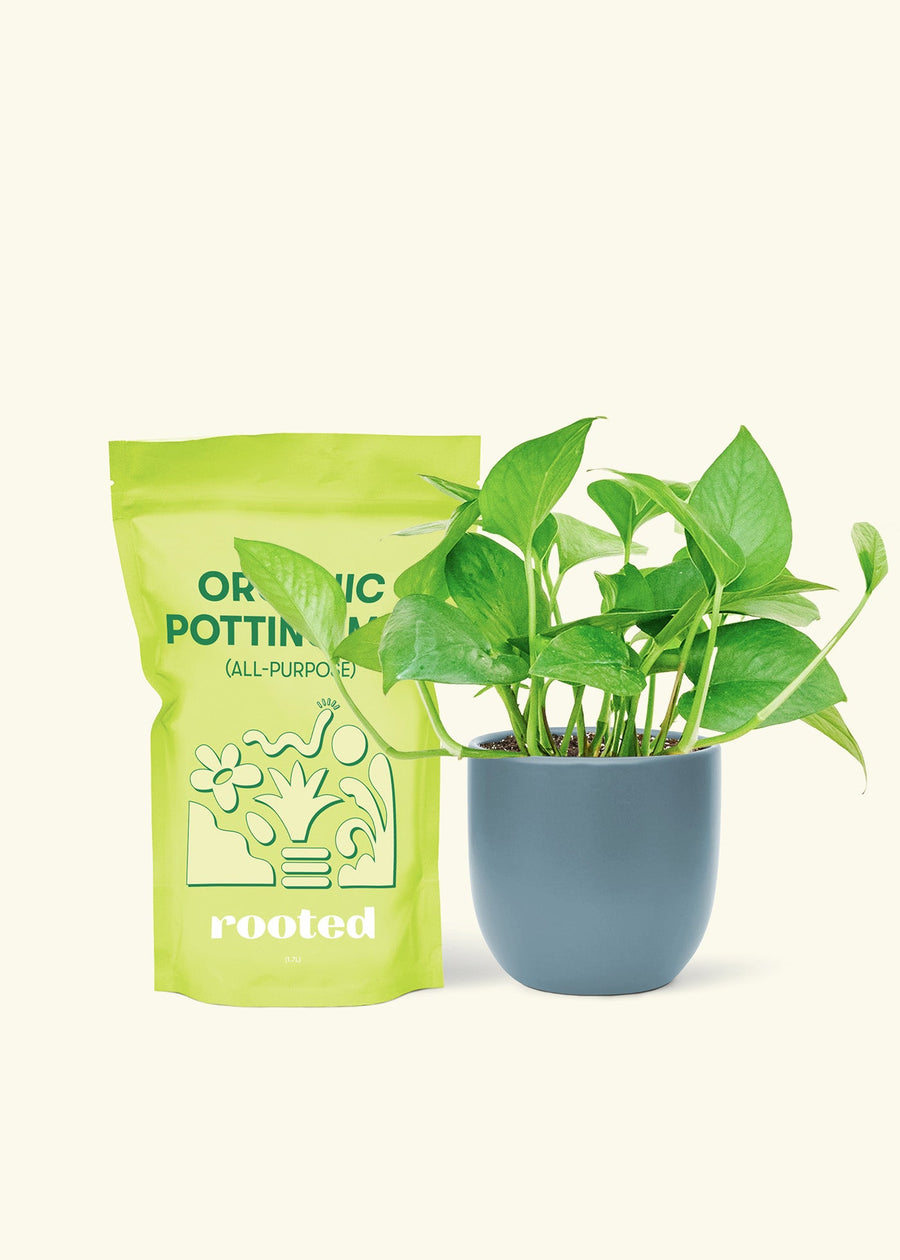 Small Jade Pothos (Epipremnum aureum) in a indigo rounded pot and a bag of soil.