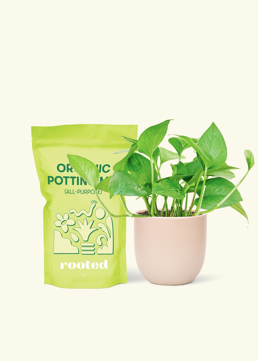 Small Jade Pothos (Epipremnum aureum) in a pink rounded pot and a bag of soil.