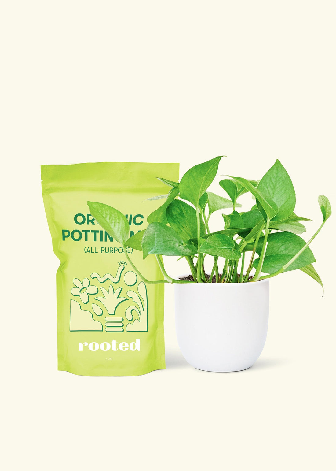 Small Jade Pothos (Epipremnum aureum) in a white rounded pot and a bag of soil.
