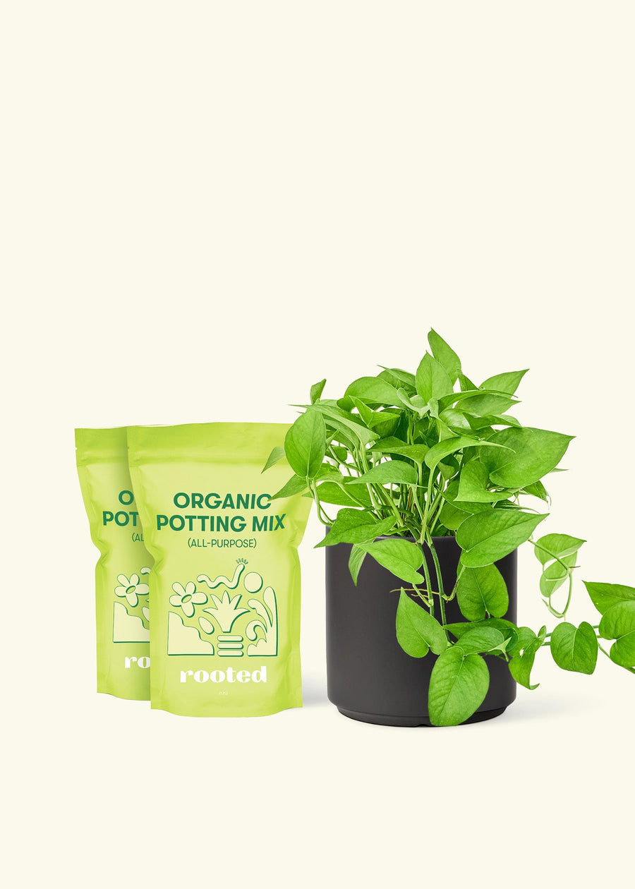 Medium Pothos 'Jade' (Epipremnum aureum) in a black cylinder pot and two bag of soil.