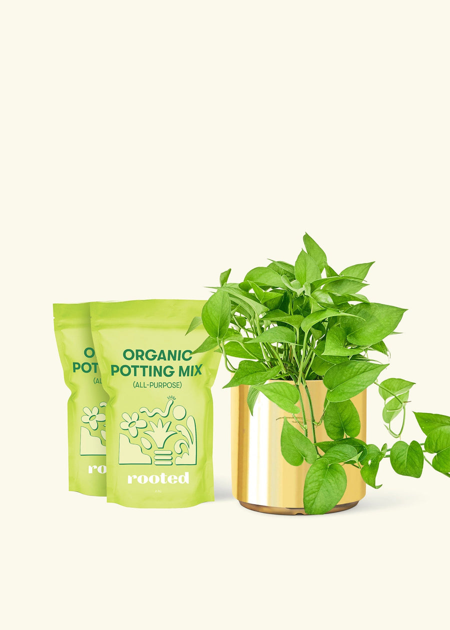 Medium Pothos 'Jade' (Epipremnum aureum) in a gold cylinder pot and two bag of soil.