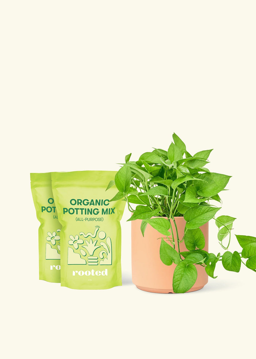 Medium Pothos 'Jade' (Epipremnum aureum) in a peach cylinder pot and two bag of soil.