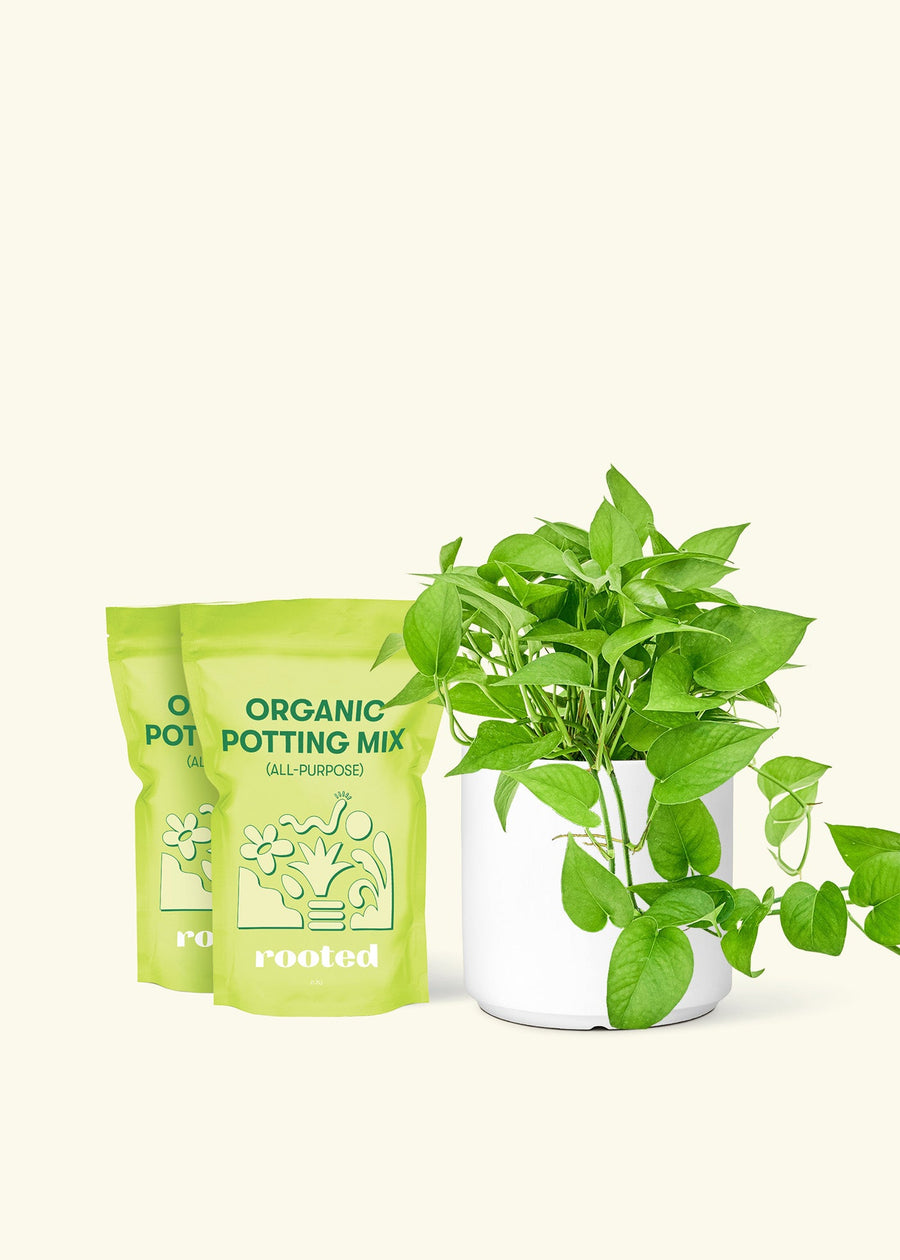 Medium Pothos 'Jade' (Epipremnum aureum) in a white cylinder pot and two bag of soil.