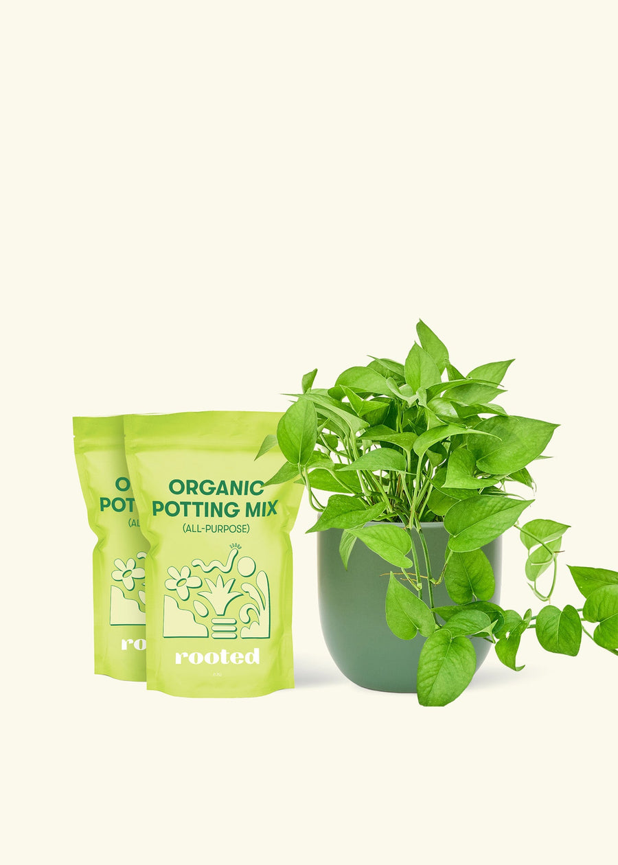 Medium Pothos 'Jade' (Epipremnum aureum) in a green rounded pot and two bag of soil.