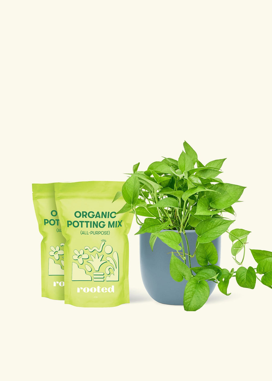 Medium Pothos 'Jade' (Epipremnum aureum) in a indigo rounded pot and two bag of soil.