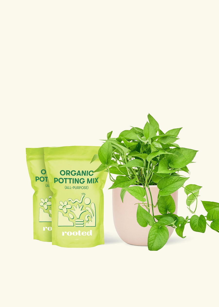 Medium Pothos 'Jade' (Epipremnum aureum) in a pink rounded pot and two bag of soil.