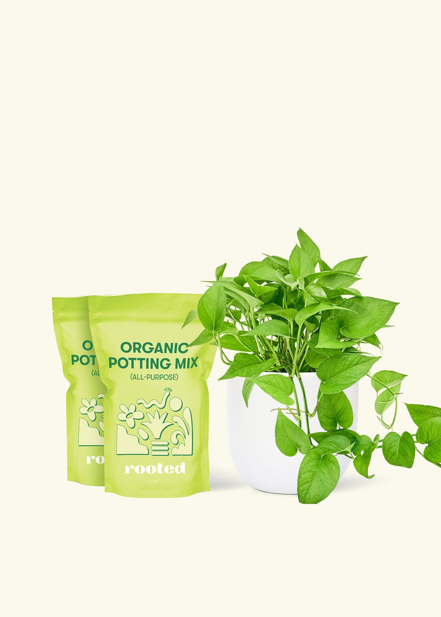 Medium Pothos 'Jade' (Epipremnum aureum) in a white rounded pot and two bag of soil.