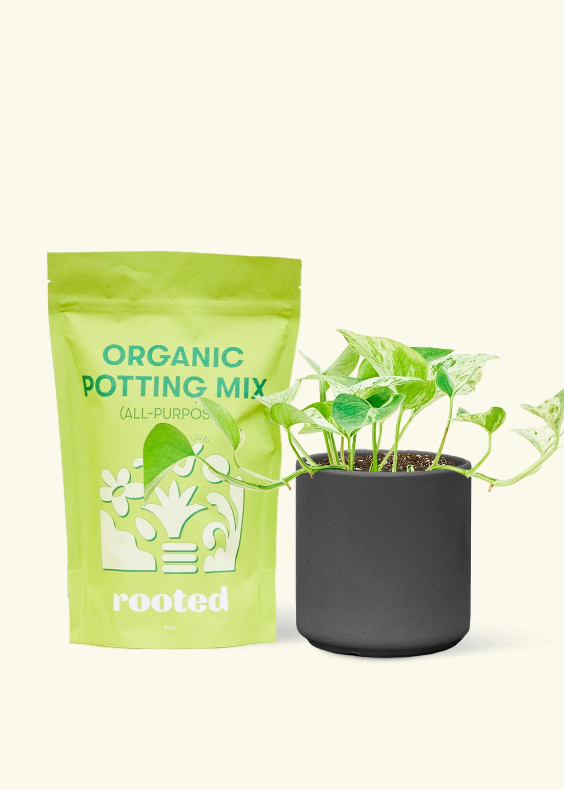 Small Pothos &