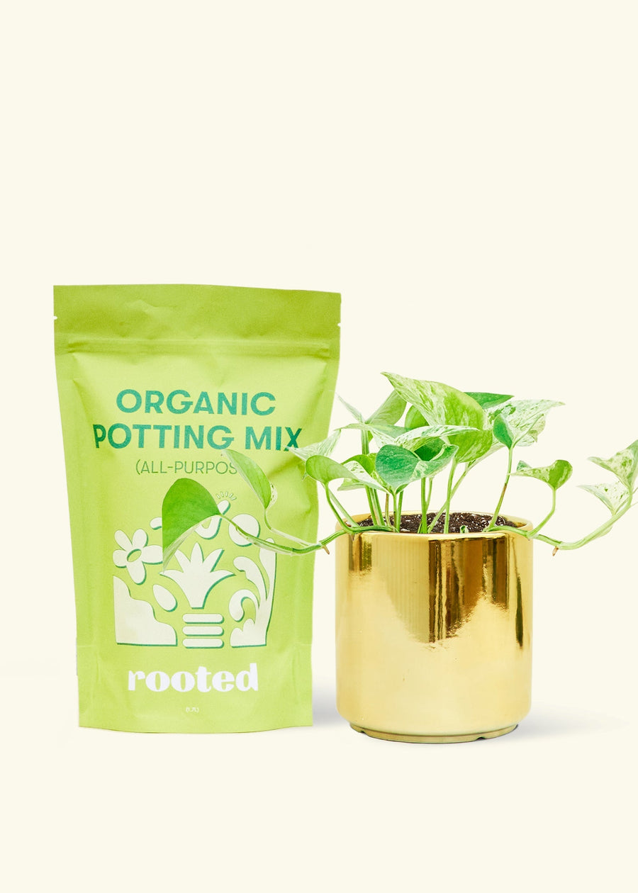 Small Pothos 'Marble Queen' (Epipremnum aureum) in a gold cylinder pot and a bag of soil.