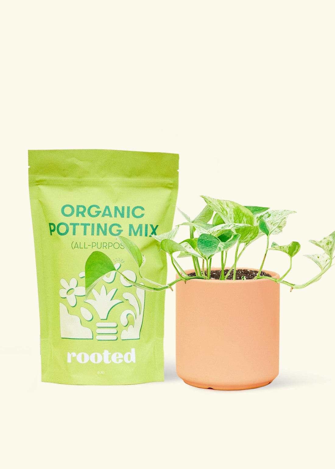Small Pothos &