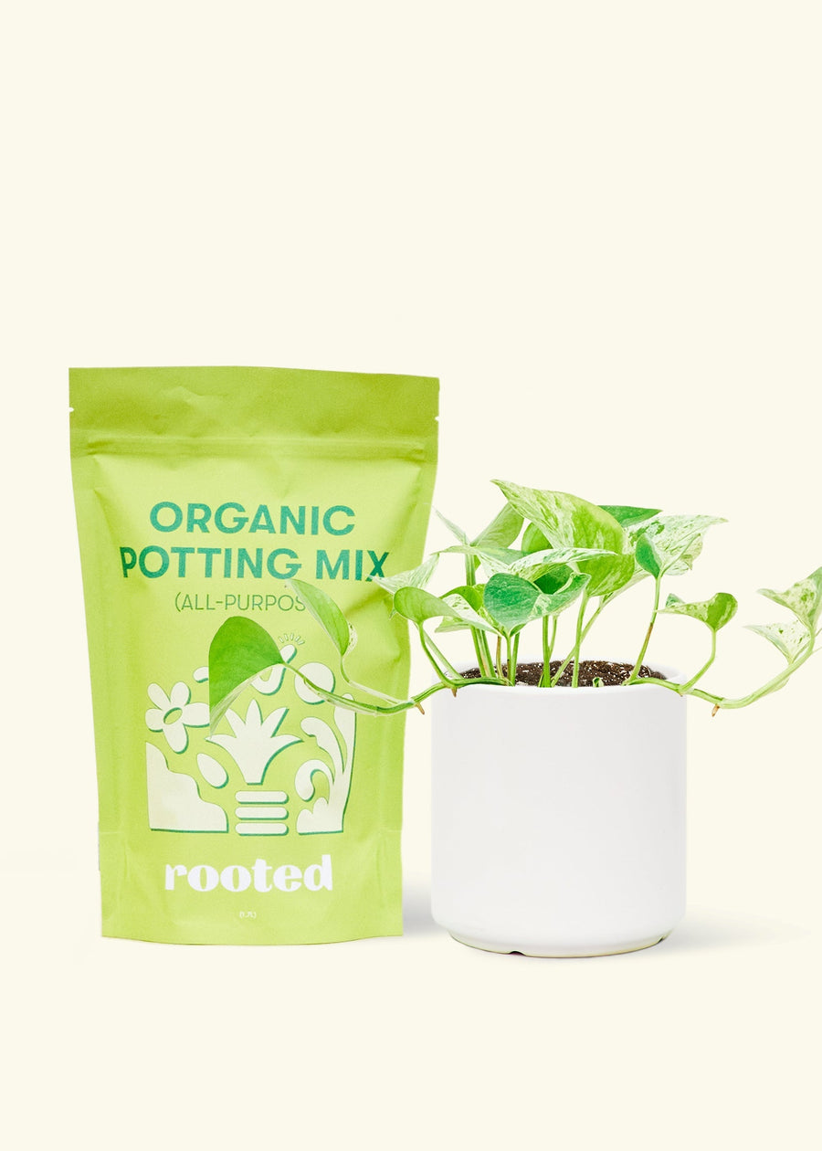 Small Pothos 'Marble Queen' (Epipremnum aureum) in a white cylinder pot and a bag of soil.