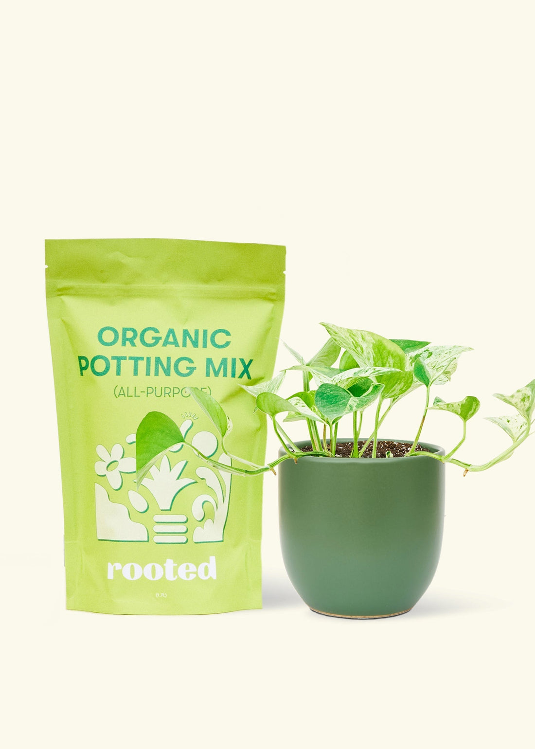 Small Pothos &