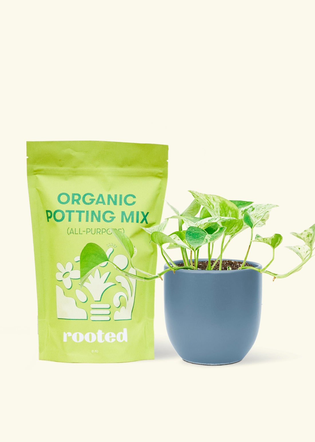 Small Pothos &