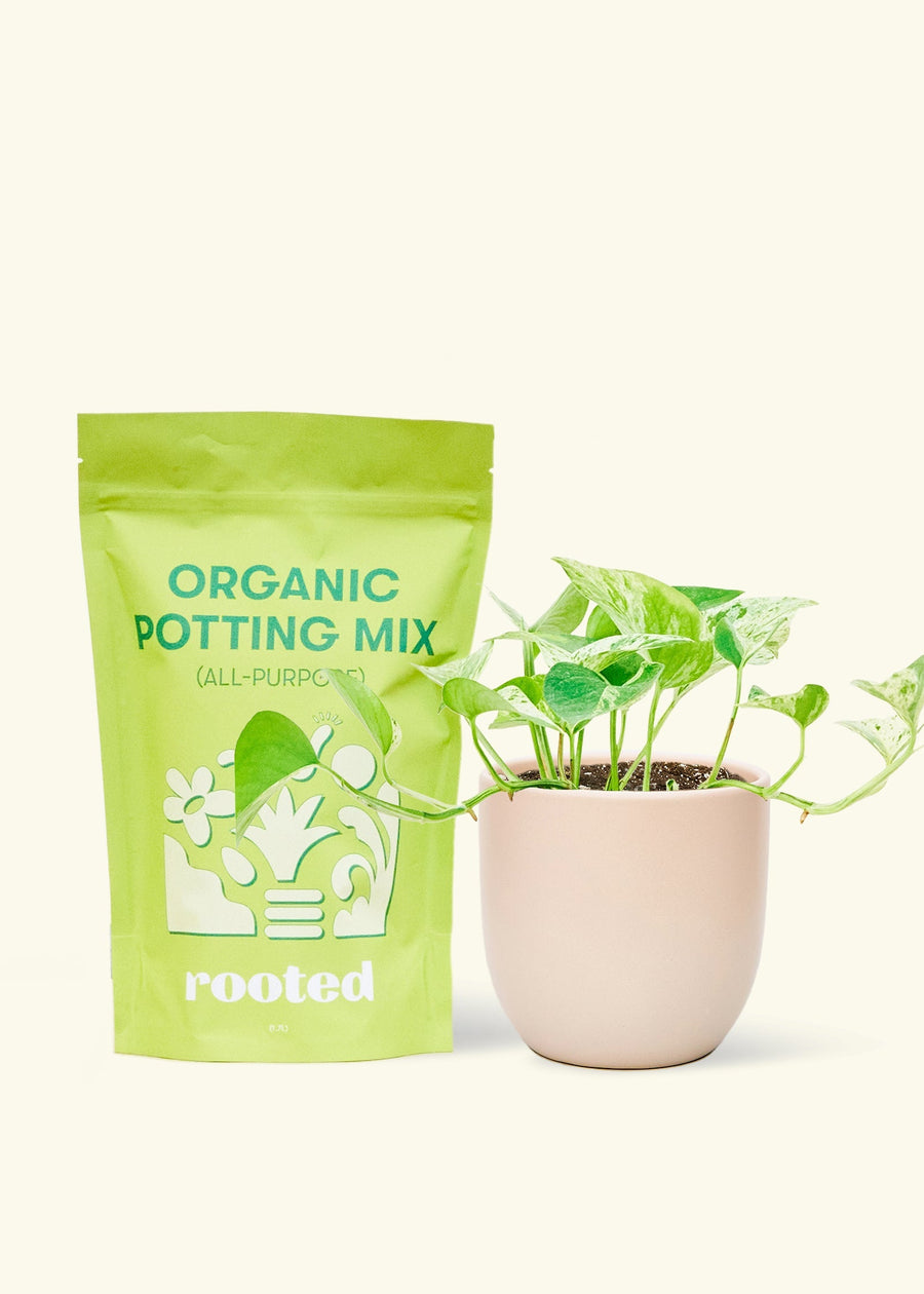 Small Pothos 'Marble Queen' (Epipremnum aureum) in a pink rounded pot and a bag of soil.