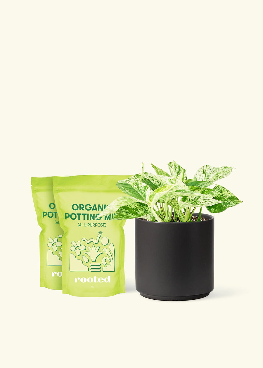 Medium Pothos 'Marble Queen' (Epipremnum aureum) in a black cylinder pot and two bag of soil.