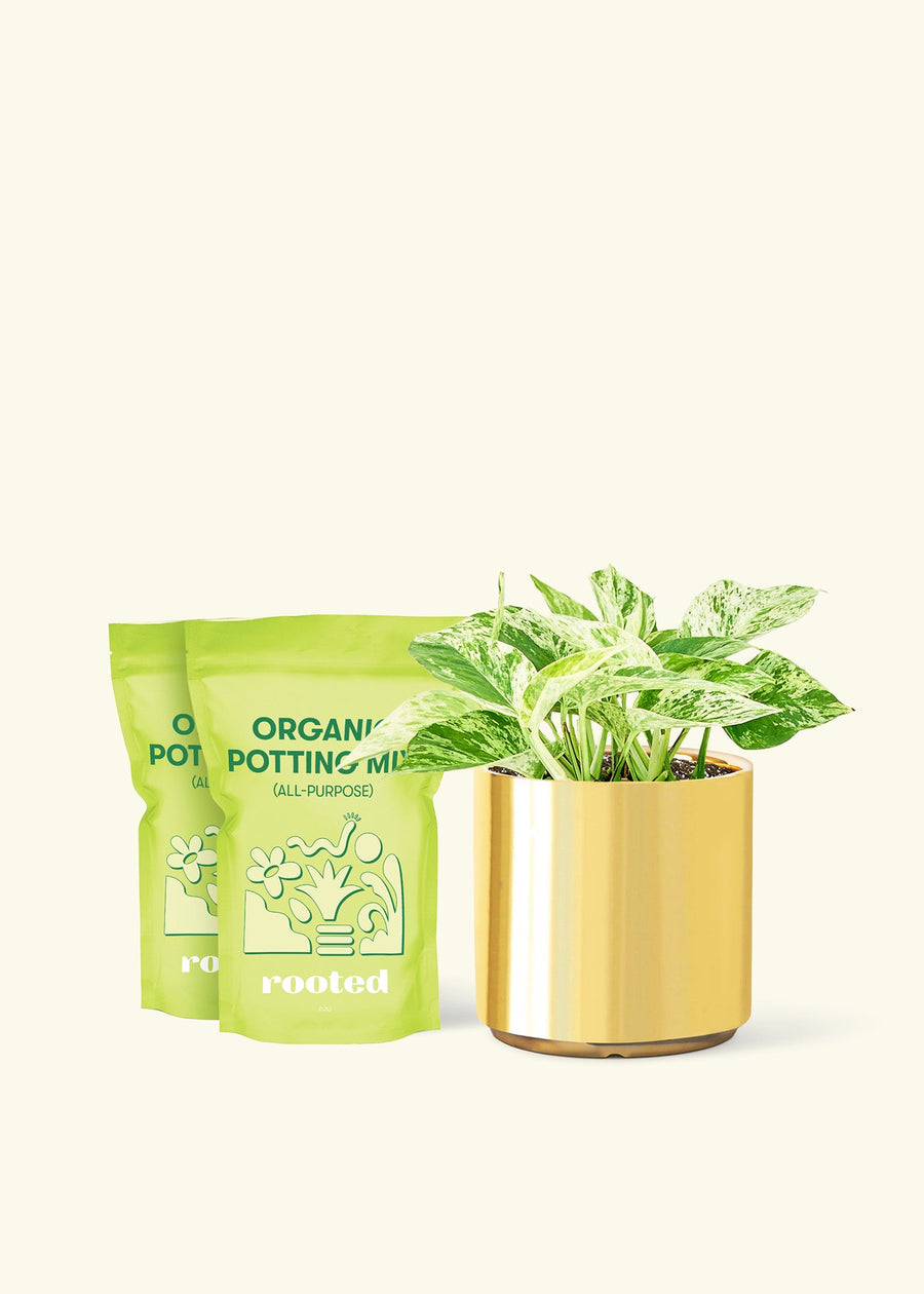 Medium Pothos 'Marble Queen' (Epipremnum aureum) in a gold cylinder pot and two bag of soil.