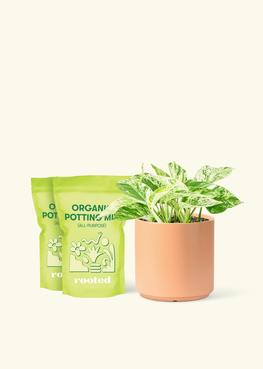 Medium Pothos 'Marble Queen' (Epipremnum aureum) in a peach cylinder pot and two bag of soil.