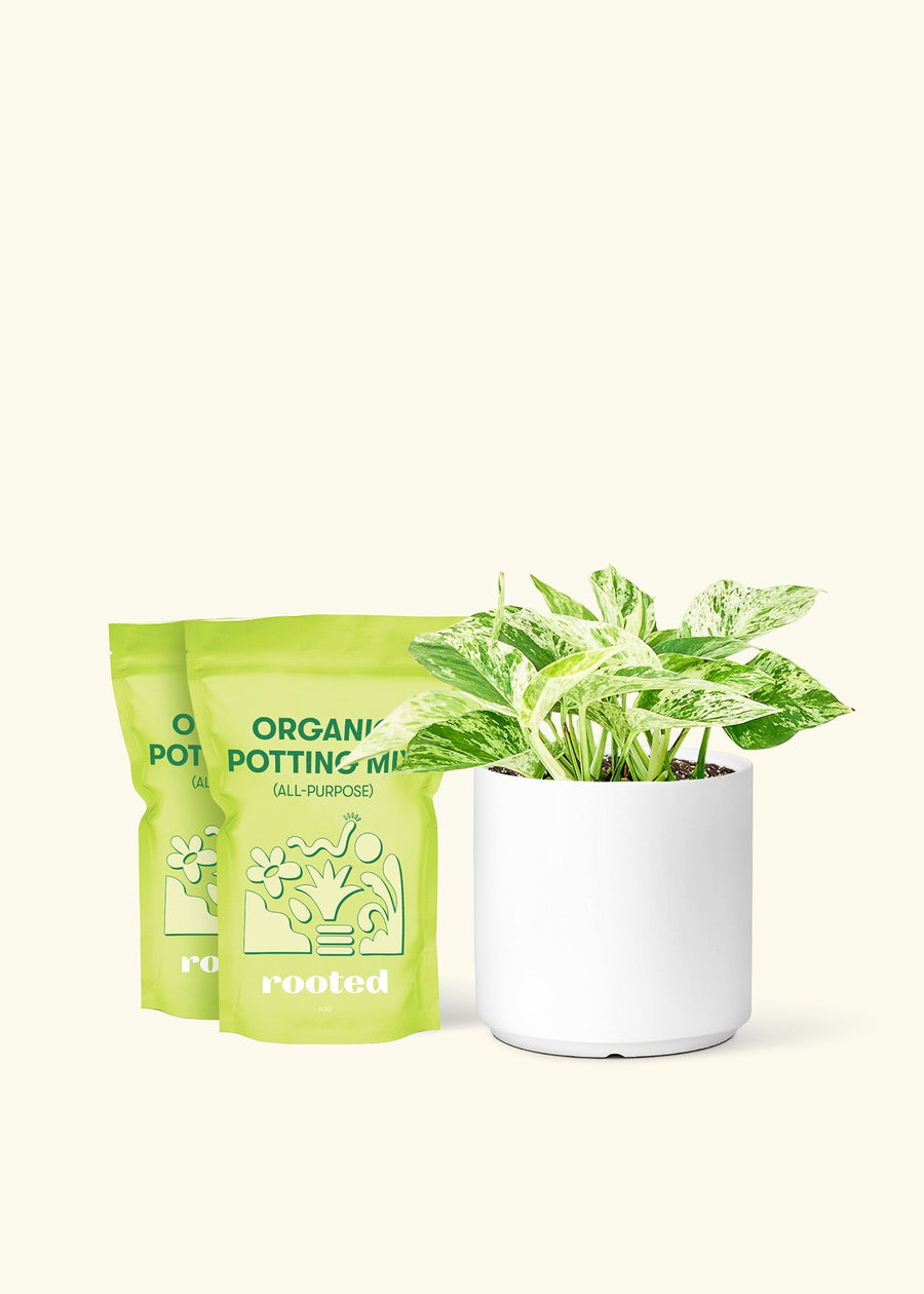 Medium Pothos 'Marble Queen' (Epipremnum aureum) in a white cylinder pot and two bag of soil.