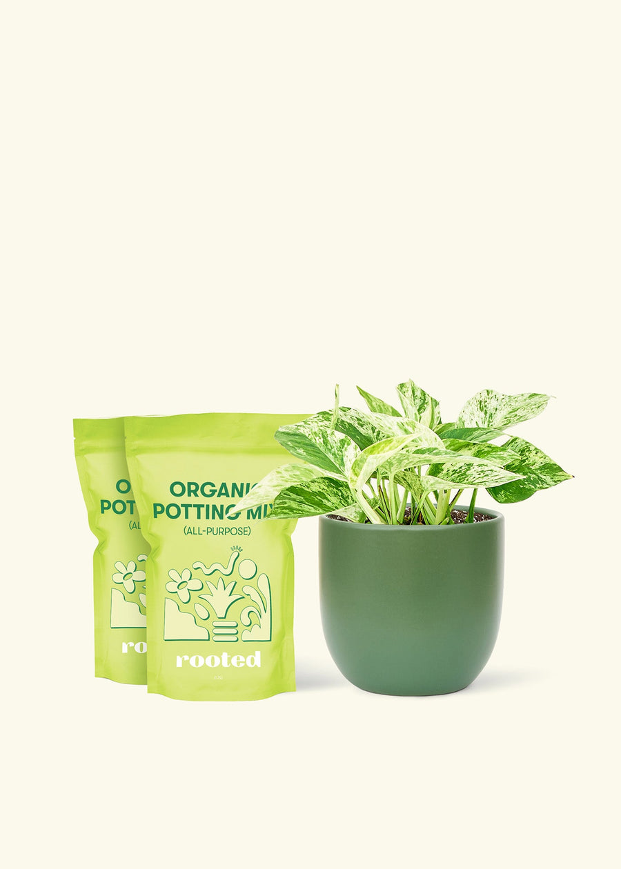 Medium Pothos 'Marble Queen' (Epipremnum aureum) in a green rounded pot and two bag of soil.