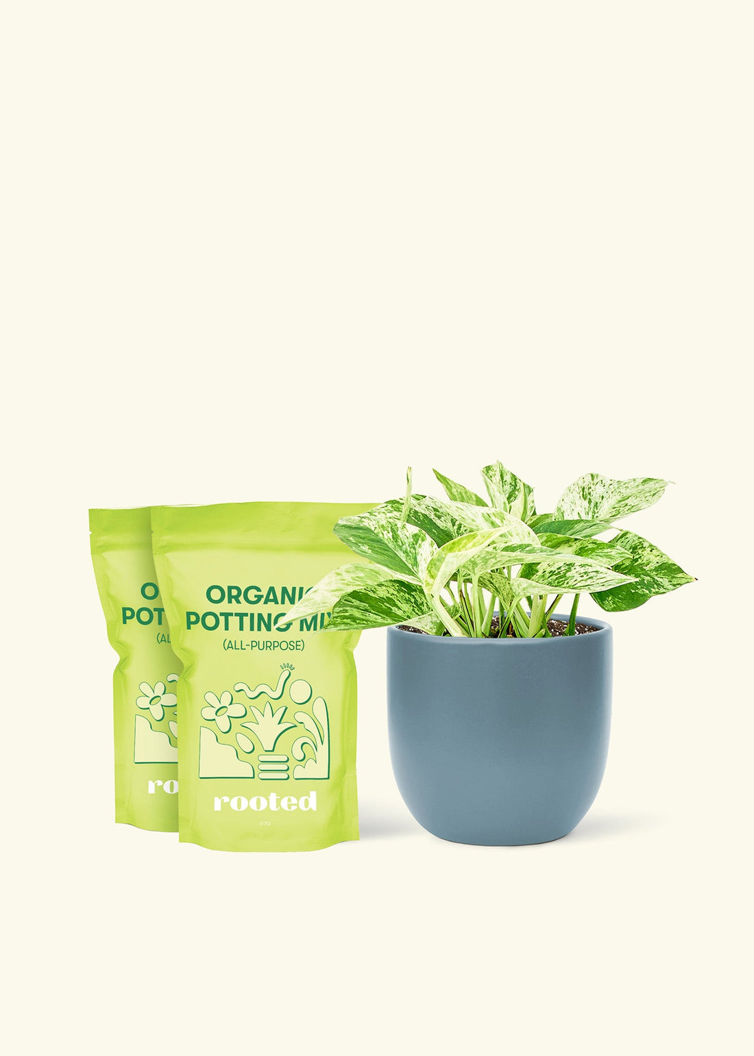 Medium Pothos &