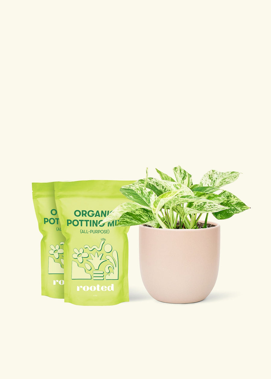 Medium Pothos 'Marble Queen' (Epipremnum aureum) in a pink rounded pot and two bag of soil.