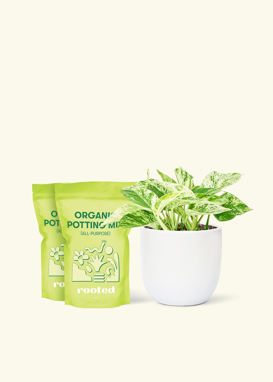 Medium Pothos &