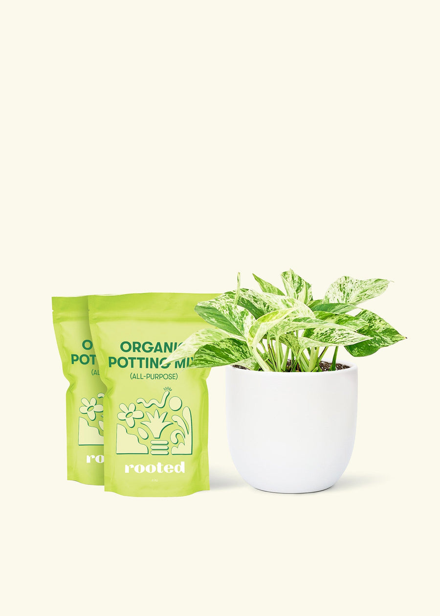 Medium Pothos 'Marble Queen' (Epipremnum aureum) in a white rounded pot and two bag of soil.