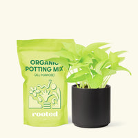 Small Neon Pothos (Epipremnum aureum) in a black cylinder pot and a bag of soil.