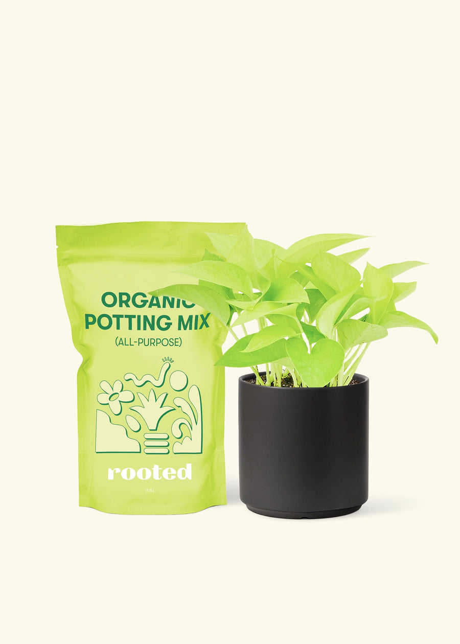 Small Neon Pothos (Epipremnum aureum) in a black cylinder pot and a bag of soil.