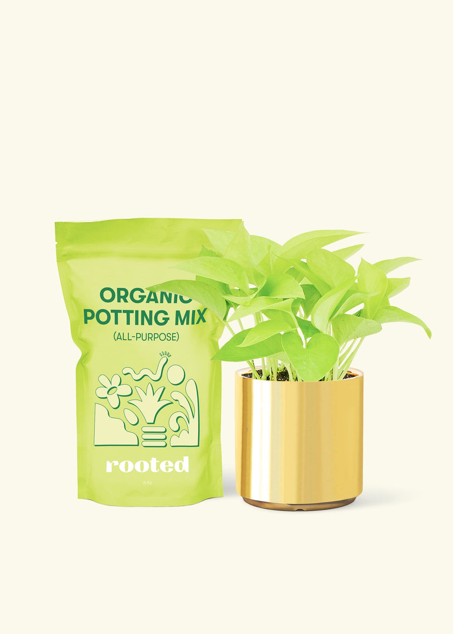 Small Neon Pothos (Epipremnum aureum) in a gold cylinder pot and a bag of soil.