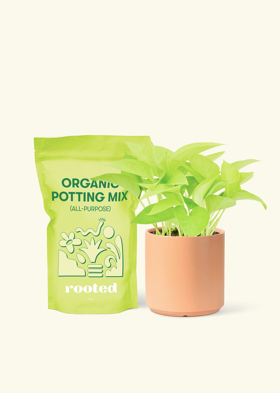 Small Neon Pothos (Epipremnum aureum) in a peach cylinder pot and a bag of soil.