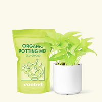 Small Neon Pothos (Epipremnum aureum) in a white cylinder pot and a bag of soil.