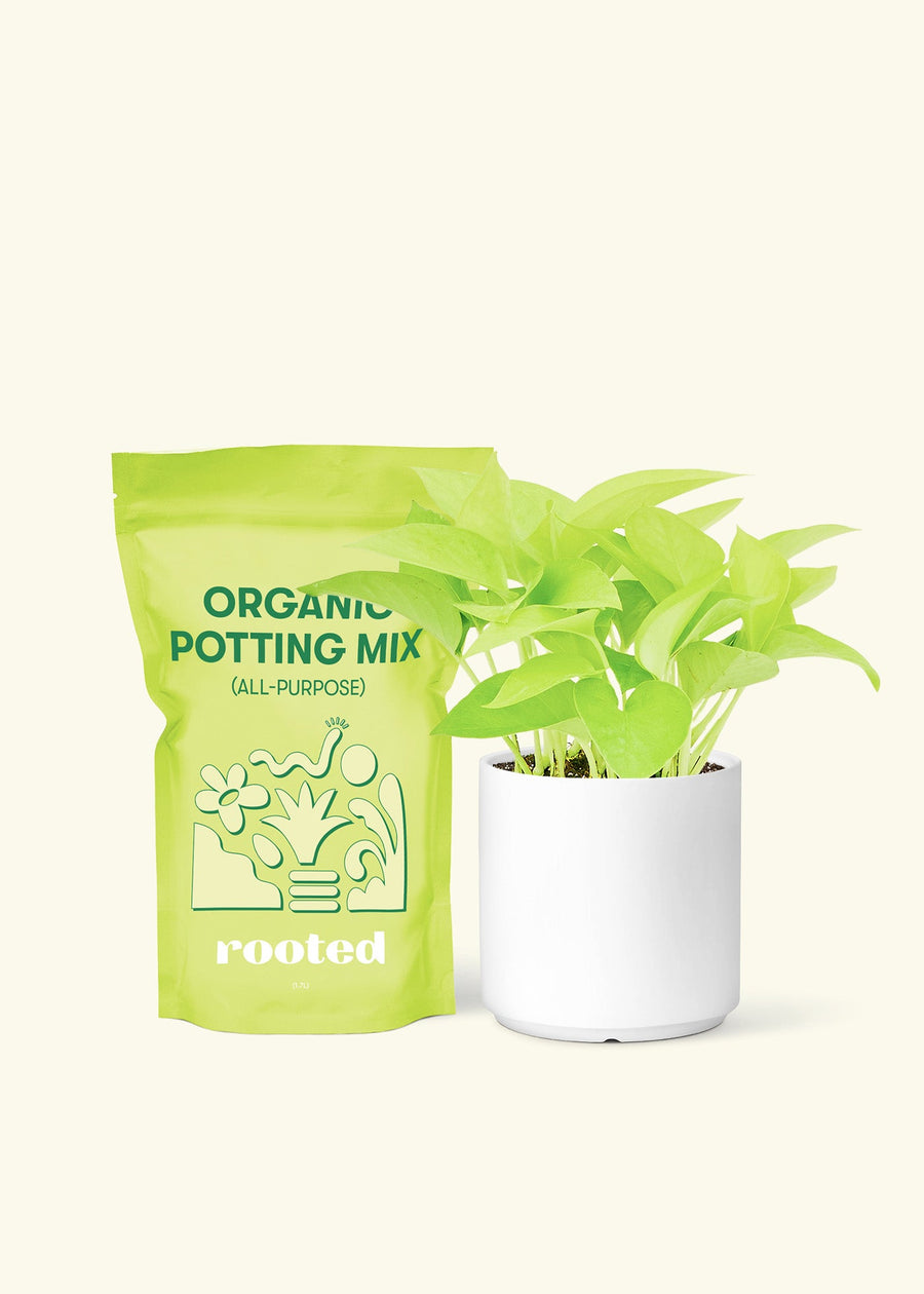 Small Neon Pothos (Epipremnum aureum) in a white cylinder pot and a bag of soil.