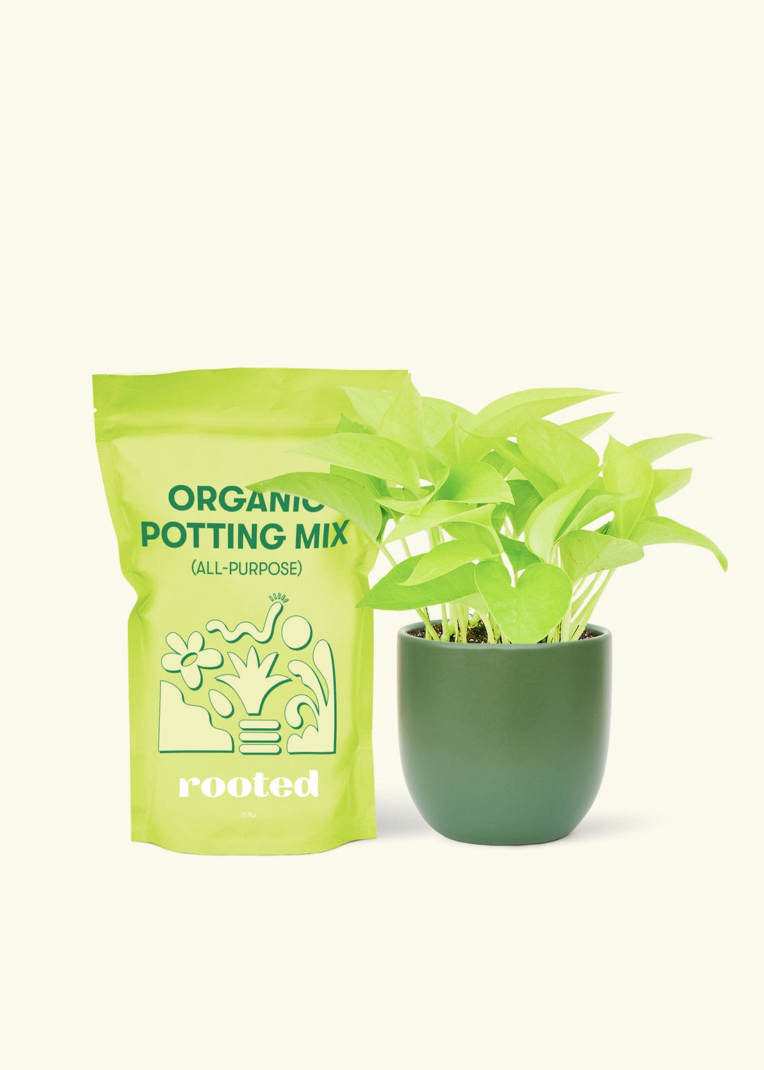 Small Neon Pothos (Epipremnum aureum) in a green rounded pot and a bag of soil.