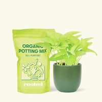 Small Neon Pothos (Epipremnum aureum) in a green rounded pot and a bag of soil.