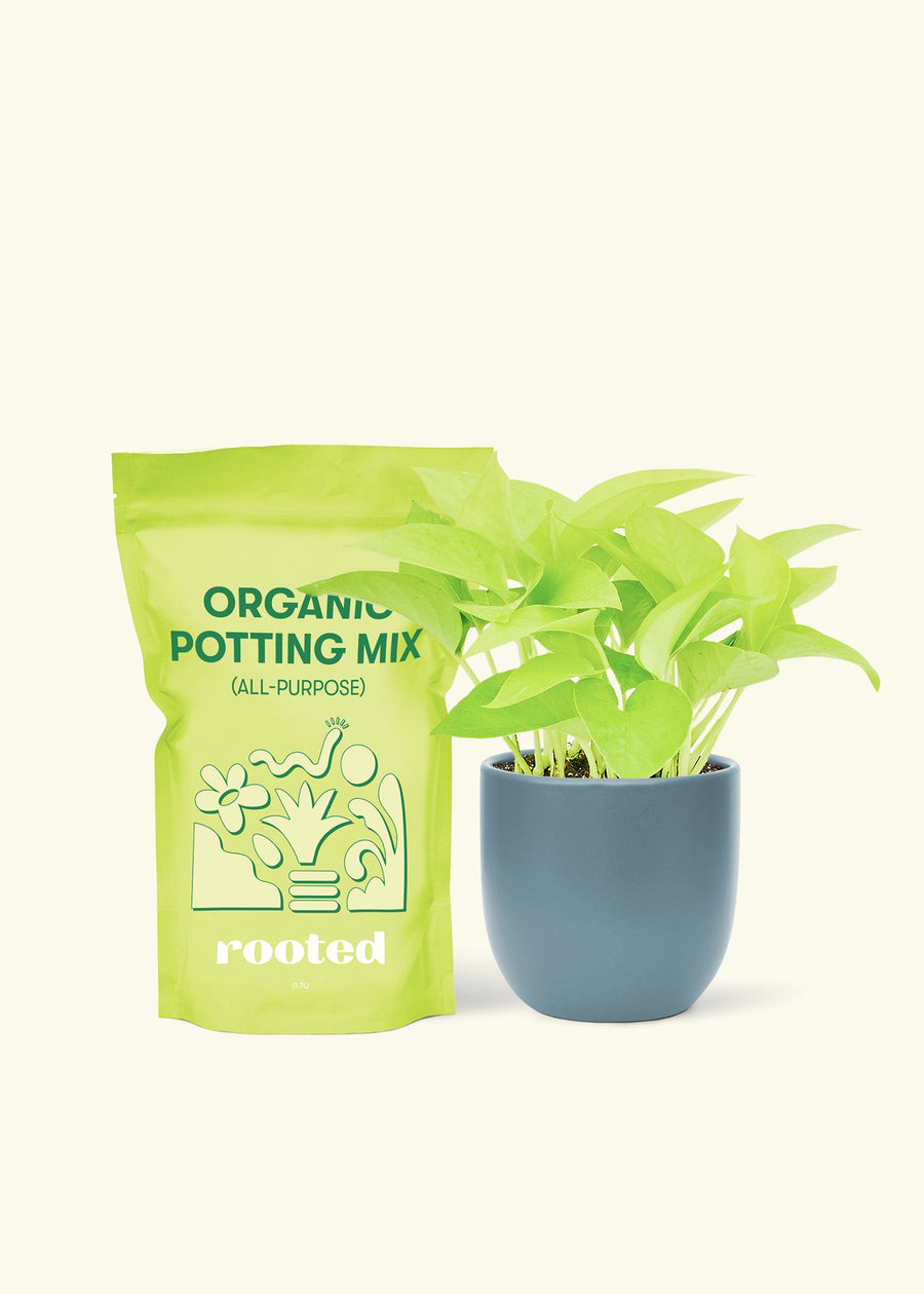 Small Neon Pothos (Epipremnum aureum) in a indigo rounded pot and a bag of soil.