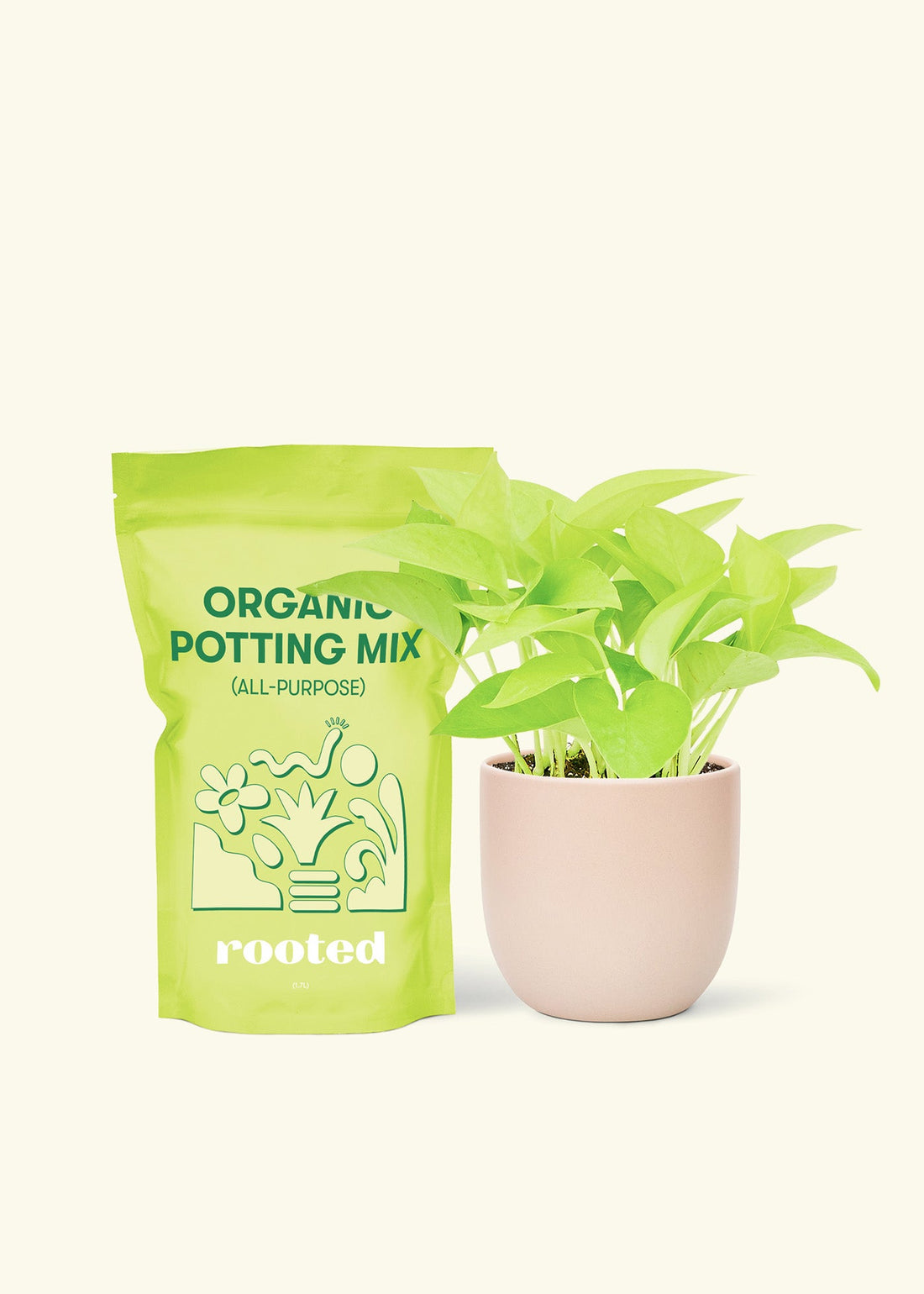 Small Neon Pothos (Epipremnum aureum) in a pink rounded pot and a bag of soil.