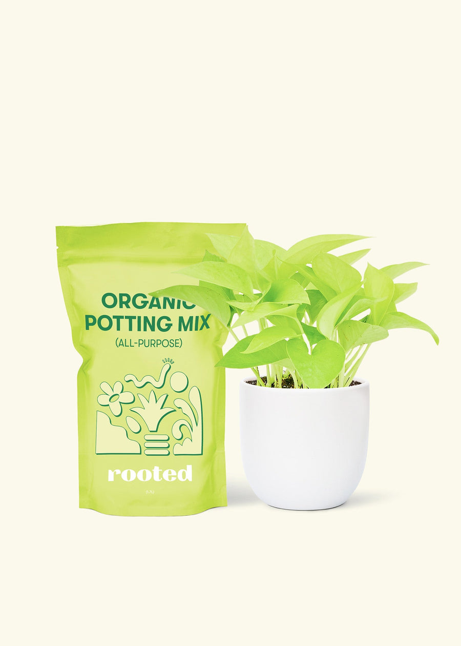 Small Neon Pothos (Epipremnum aureum) in a white rounded pot and a bag of soil.