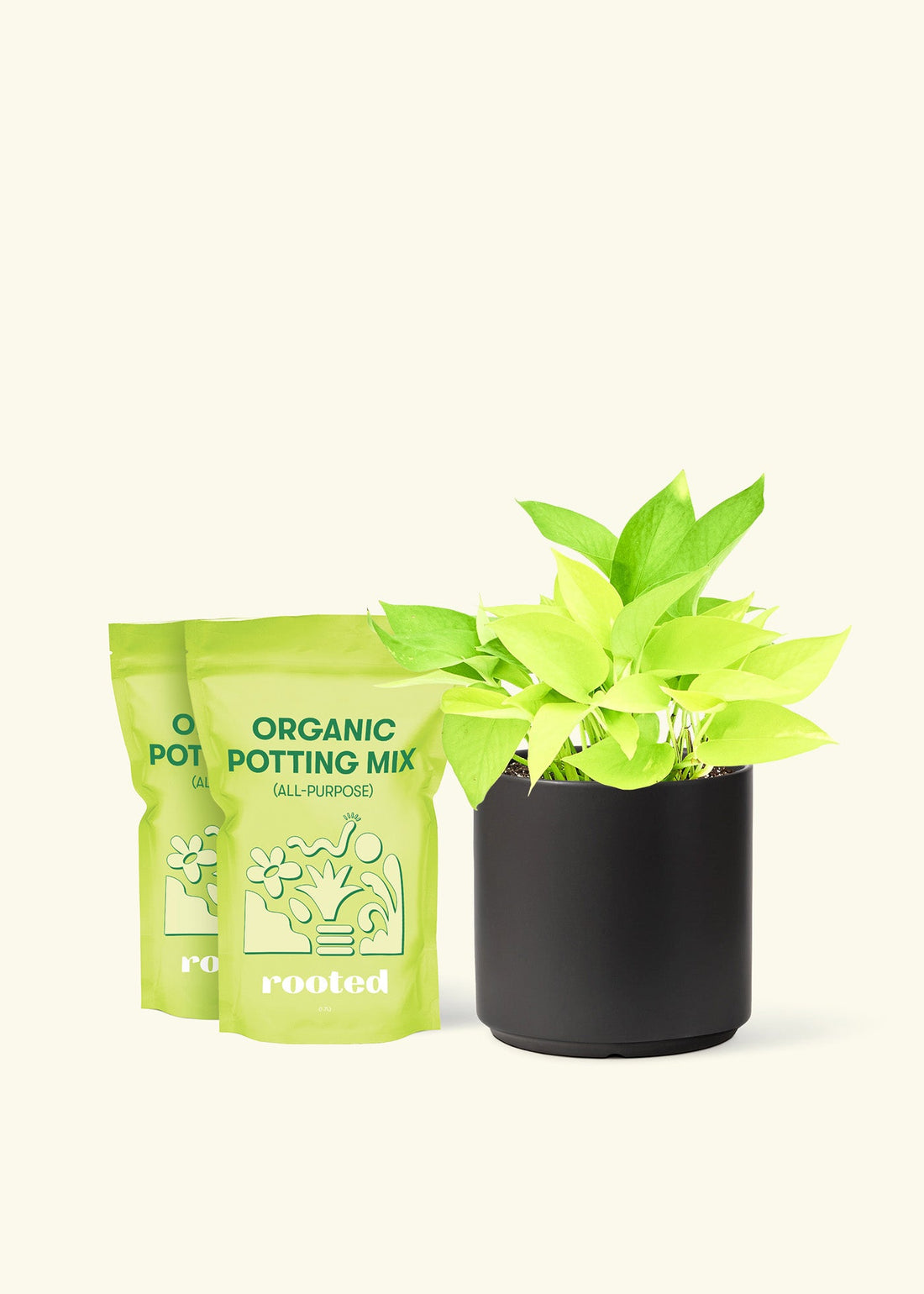 Medium Neon Pothos (Epipremnum aureum) in a black cylinder pot and two bag of soil.