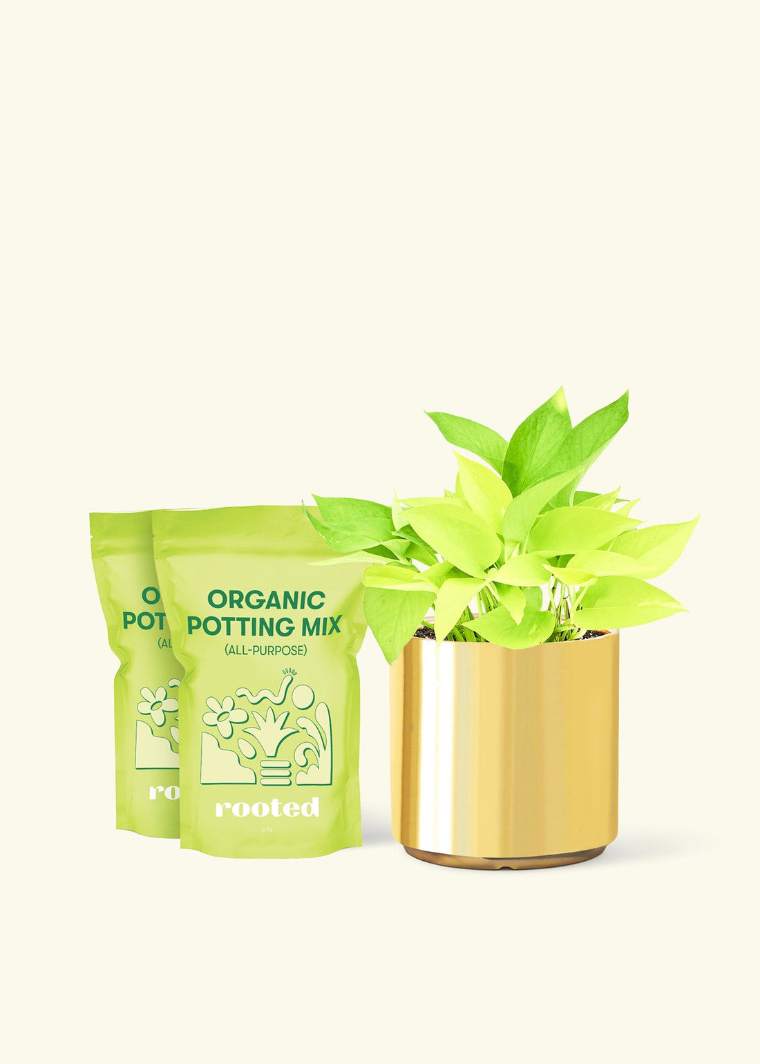 Medium Neon Pothos (Epipremnum aureum) in a gold cylinder pot and two bag of soil.