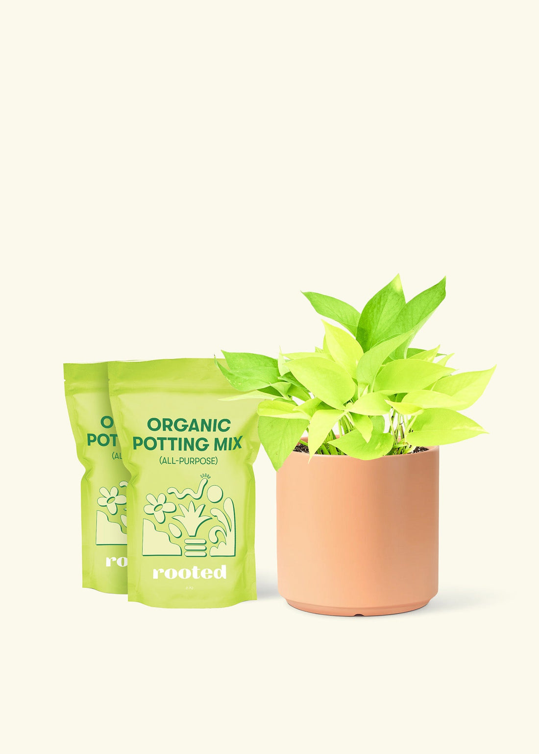 Medium Neon Pothos (Epipremnum aureum) in a peach cylinder pot and two bag of soil.